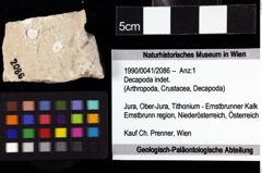 Foto (Objket + Etiketten) von Decapoda indet. 